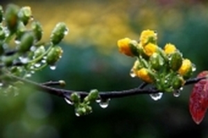 Thời tiết mùng 4 Tết: Bắc Bộ mưa nhỏ vài nơi