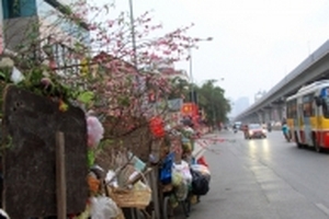 Sau Tết, sắc đào tàn ngập tràn trên phố