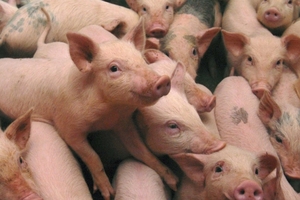 Giá heo hơi hôm nay (21/2): Thị trường chính thức trở lại, có nơi báo giá lên tới 38.000 đồng/kg