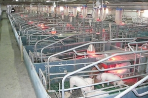 Giá heo hơi hôm nay (23/2): Miền Nam tăng đến 3.000 đồng/kg