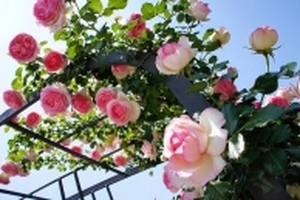Hơn 1.000 cây hoa hồng Bun-ga-ry sắp xuất hiện ở Hồ Tây