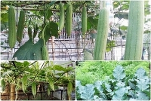 Mê trồng cây, mẹ trẻ Hà Tĩnh mượn 60m2 đất hoang để phủ xanh rau quả sạch