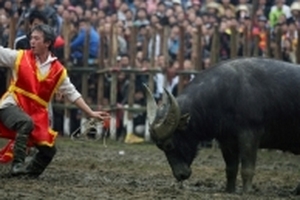 Về Vĩnh Phúc dự lễ hội chọi trâu Hải Lựu