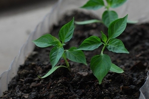 Luật sửa đổi thuế VAT và chuyện thoái vốn sẽ dẫn dắt cổ phiếu phân bón trong năm 2018