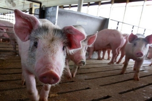 Giá heo hơi hôm nay (28/2): Nhiều tỉnh miền Bắc tăng giá