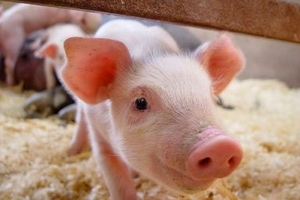 Giá heo hơi hôm nay (1/3): Ổn định khi bước sang tháng mới