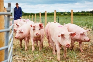 Giá heo hơi hôm nay (2/3): Biên độ dao động cao nhất là 2.000 đồng/kg