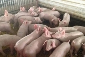 Giá heo hơi hôm nay 2/3: Rằm tháng Giêng nhiều nơi tăng 2.000 đồng/kg