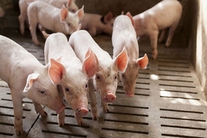 Giá heo hơi hôm nay (6/3): Giảm nhẹ tại nhiều tỉnh, thành