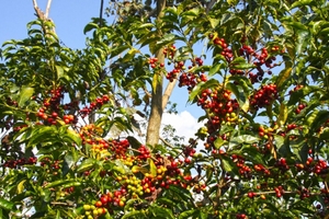 Giá cà phê arabica sẽ lên cao vì Brazil không bội thu như kỳ vọng