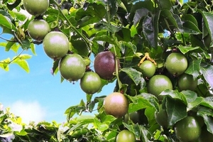 HNG 'ế' toàn bộ 30 triệu cổ phần chào bán riêng lẻ với giá 10.000 đồng/cp