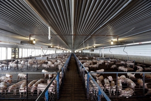 Dự báo giá heo hơi (9/3): Đến lượt giá heo Mỹ về ngang với Việt Nam