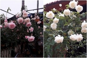 Ngày 8/3 ghé thăm ngôi nhà đẹp như tranh vẽ nhờ điểm tô của nghìn gốc hồng ở Hà Nội