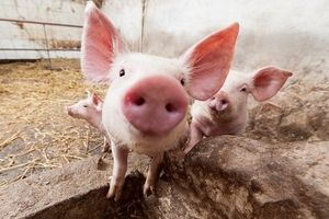 Giá heo hơi hôm nay (10/3): Giảm mạnh tại miền Bắc