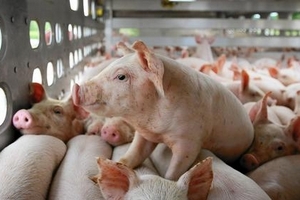 Giá heo hơi hôm nay (12/3): Đầu tuần giá heo không có nhiều chuyển biến tích cực