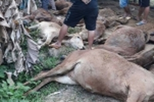 Truy tìm xe tải chở bò chết đi bán