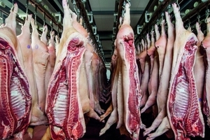 Giá heo hơi hôm nay (13/3): Miền Trung tăng tới 2.000 đồng/kg