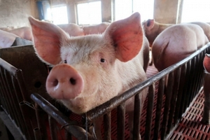 Đến lượt ngành chăn nuôi heo hơi Trung Quốc rơi vào khủng hoảng giá