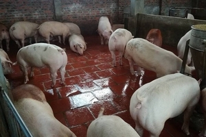 Dự báo giá heo hơi (15/3): Sẽ chịu áp lực lớn vì Trung Quốc cũng đang khủng hoảng