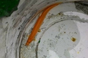 9X bắt được cá chạch có màu vàng hiếm gặp