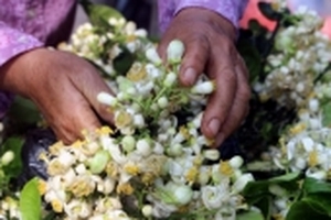 Truy tìm nguồn gốc hoa bưởi bán đầy phố Hà thành