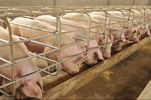 Giá heo hơi hôm nay (16/3): Miền Bắc ghi nhận ngày giảm thứ 3 liên tiếp