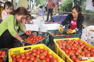 Cà chua rớt thảm còn mỗi ký 3.000 đồng, dân hái cho heo ăn