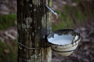 Thái Lan phát hành trái phiếu trị giá 1 tỷ USD để giúp giảm nguồn cung cao su