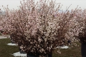 Không thu phí vào Lễ hội hoa Anh đào - Mai vàng Yên Tử 2018