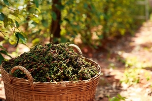 Giá cà phê hôm nay (19/3): Sẽ chỉ loanh quanh 36.000 – 37.500 đồng/kg trong tuần này?