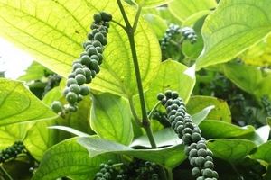 Sản lượng tiêu Ấn Độ dự kiến giảm trong năm 2017 - 2018 vì thời tiết bất lợi