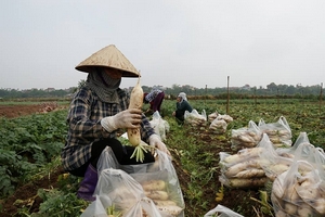 Củ cải trắng rớt giá phải đổ bỏ được 'giải cứu': Giá tăng gần 4 lần