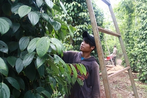 Hồ tiêu mất giá, nhiều hộ dân vẫn phải bán để lấy tiền trả nợ, nhân công