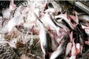 Mỹ áp thuế cao kỷ lục với cá tra Việt Nam, VASEP tính khiếu kiện