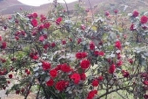 Vụ ăn trộm cây hồng gần 20 năm tuổi ở Sơn La: ‘Khả năng không tìm được nữa, muộn rồi’