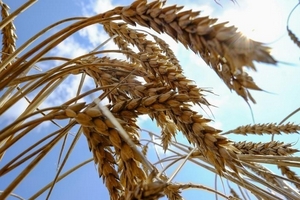 Ukraine dự kiến xuất khẩu lúa mì vào Việt Nam trong năm nay