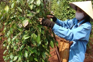 Giá tiêu còn giảm tới mức nào?