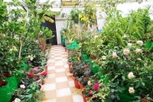 Sân thượng đầy rau quả sạch và hoa rực rỡ của bà ngoại ở Ấn Độ
