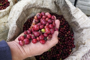 Giá cà phê hôm nay (24/3) giảm mạnh nhất từ đầu năm 2018