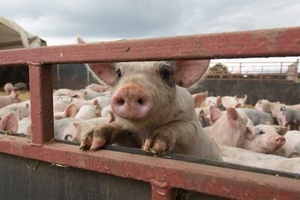 Giá heo hơi hôm nay (25/3): Biến động chủ yếu theo chiều hướng đi xuống trong tuần qua