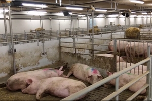 Giá heo hơi hôm nay (26/3): Lặng sóng đầu tuần