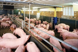 Dự báo giá heo hơi (27/3): Khó bứt phá vì cung – cầu không đột biến