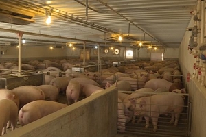 Dự báo giá heo hơi (29/3): Có khả năng phục hồi sau khi giá bình quân tại Trung Quốc tăng?