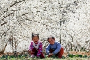Mùa hoa nở Trung Quốc thu hút hàng ngàn khách du lịch