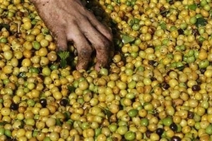 Giá cà phê hôm nay (29/3) giảm nhẹ tại một vài nơi, giá hồ tiêu tăng tiếp