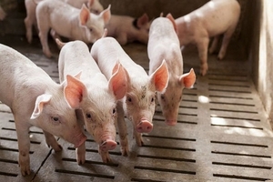 Giá heo hơi hôm nay (30/3): Phục hồi tại miền Bắc