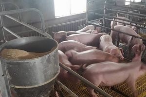 Thị trường heo hơi thế giới tuần 12: Giá heo Việt Nam cao thứ 6 thế giới