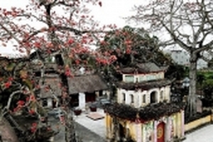 Hoa gạo nở đỏ rực trên ngôi chùa hơn 400 tuổi ở Hải Phòng