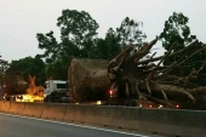 Cây như ‘quái thú’ lại vi vu trên QL1A, phạt chủ xe gần 100 triệu