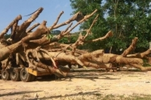 Cây 'quái thú' bị giữ ở Huế là cây gì?